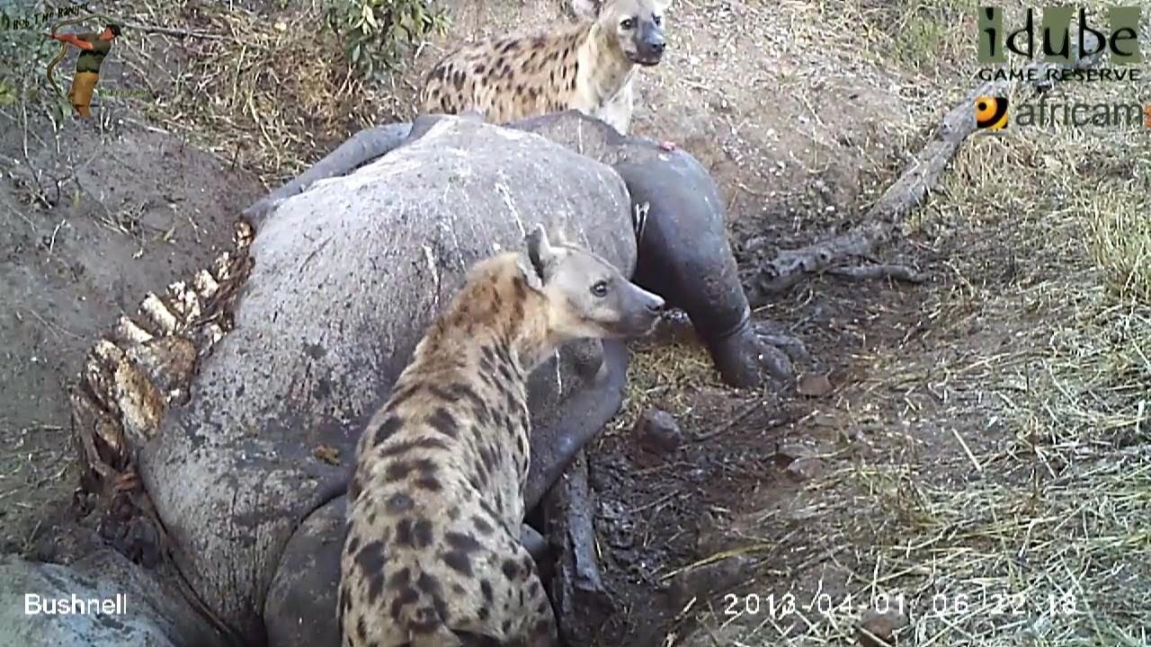 Time-Lapse: Hyenas And Vultures Reduce A Rhino To Bare Bones