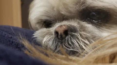 Shih Tzu Licks Up Close