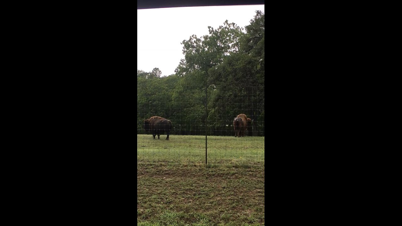 Bison during a tornado