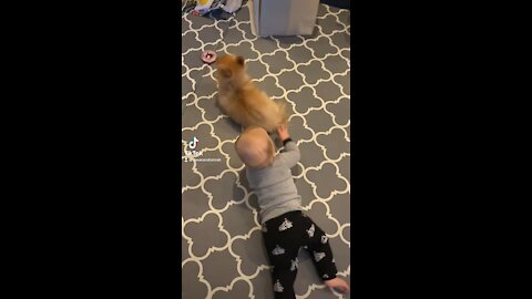 Pomeranian Puppy goes to bed as Baby tries to play