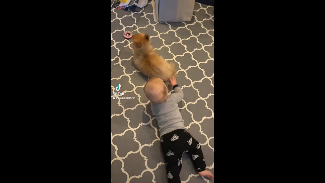 Pomeranian Puppy goes to bed as Baby tries to play