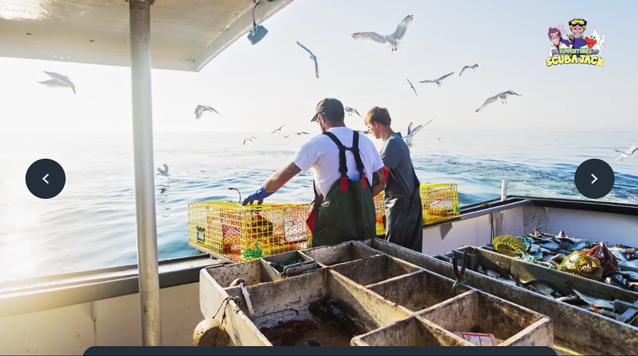 How Do You Catch a Lobster - An Educational Video for Kids!