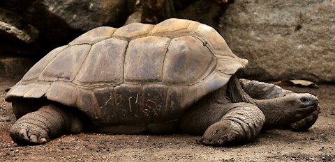 Giant tortoise aldabra