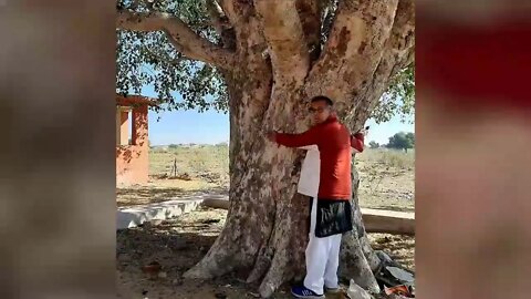 Giant trees of South East Asia