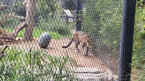 TUCSON ARIZONA ZOO