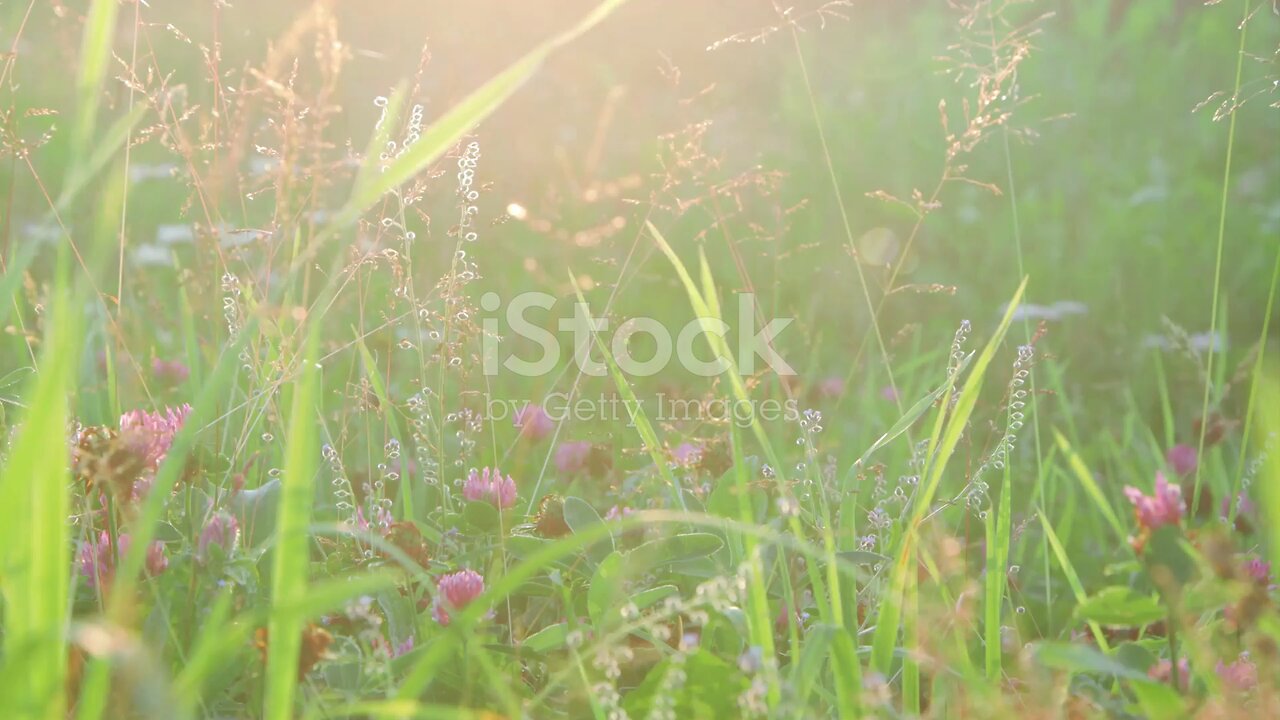 The Curious Seed