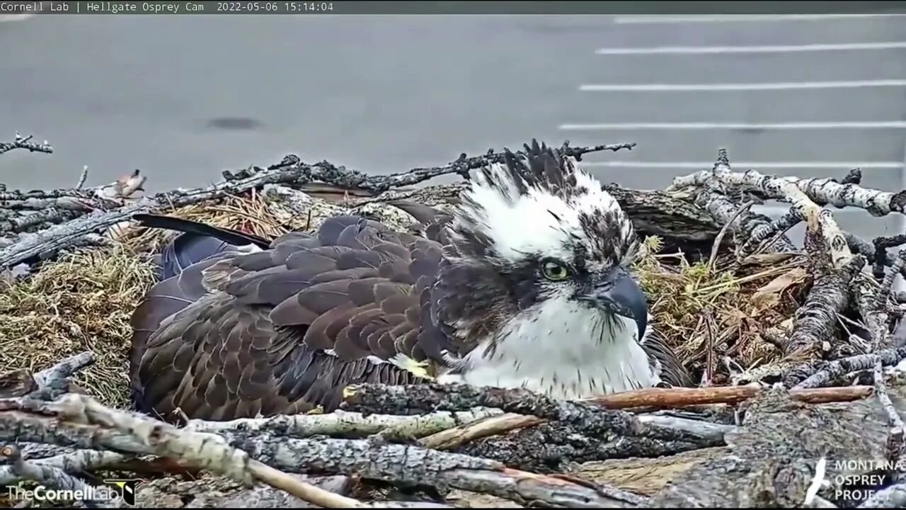 Congratulations Iris on the arrival of egg #2 5-6-2022