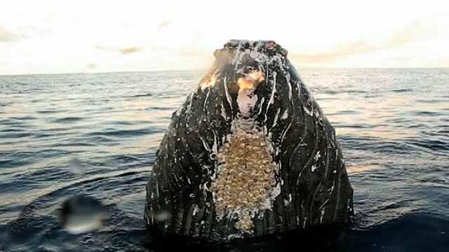 Close Encounter With Humpback Whale