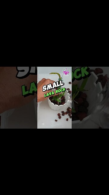 🆓 Propagate Keikis & Grow Them On 🪴😍 Orchid Keikis in Semi Hydro #ninjaorchids #shorts #tips