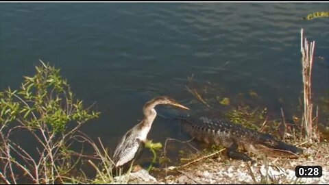 Animals video