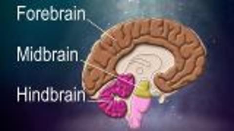 What Is The Nervous System?