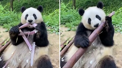 Pandas only pick and eat the tastiest part of the tree