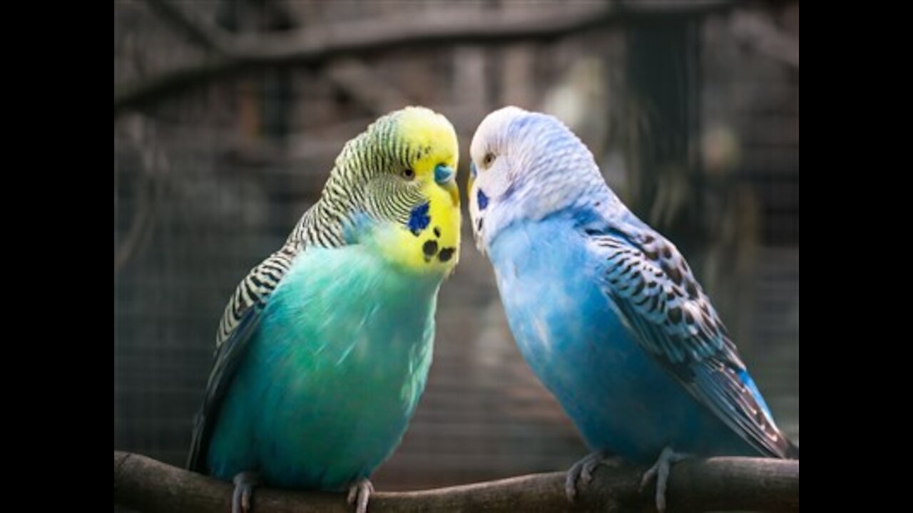 Wonderful Parrot Birds-Love Birds