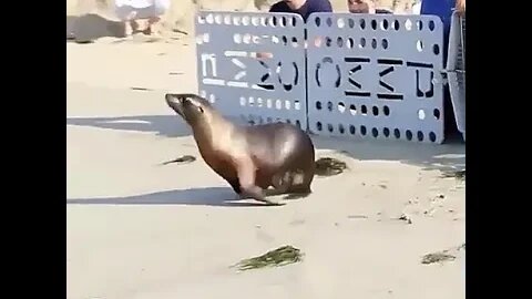 Seal bro encourages his scared homie to be free