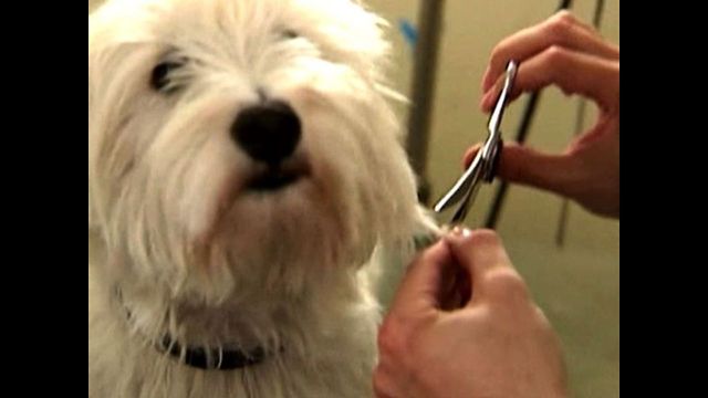 Dog Groomers Help Oil Spill