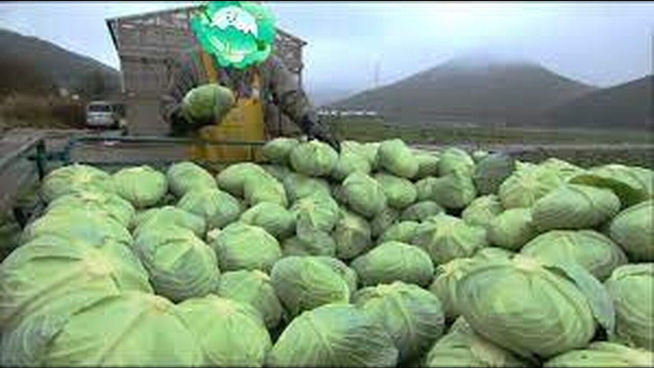 Awesome Cabbages Farming Agriculture Technology - Japan Cabbages Harvesting - Cabbages Cultivation