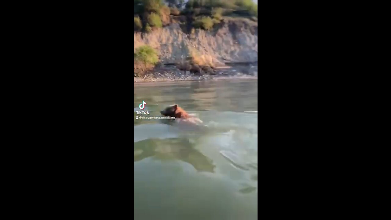 Bear encounter in the water