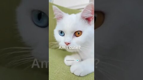 funny cat videos | cute cat videos| cute animals funny cats #shorts #shortsfunny #cutecat #funnycat