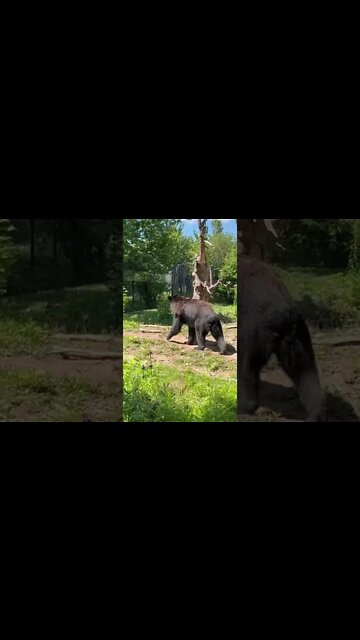 Big black bear at Moncton Zoo