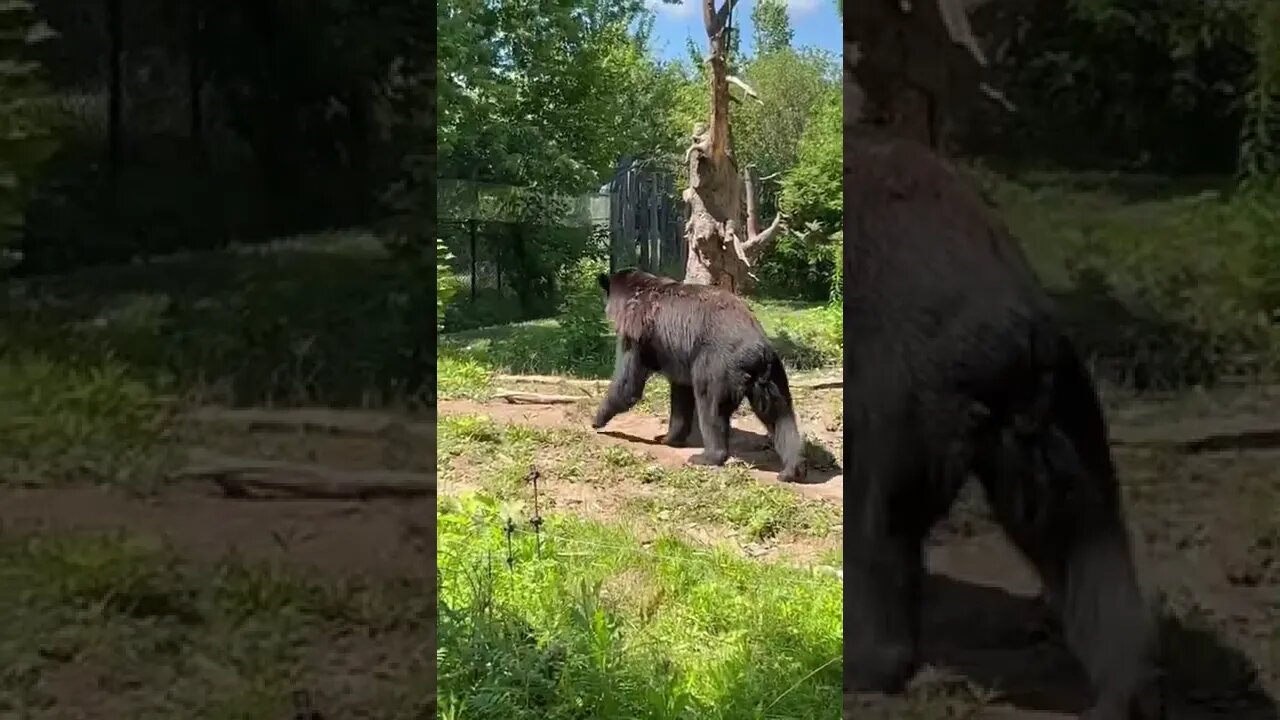 Big black bear at Moncton Zoo