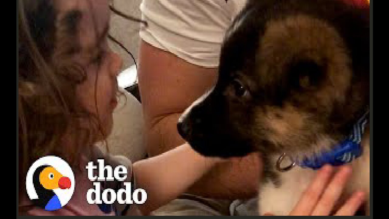 Puppy Grows Up With Little Girl During Quarantine | The Dodo