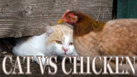 Cats vs Rooster (funny short video)