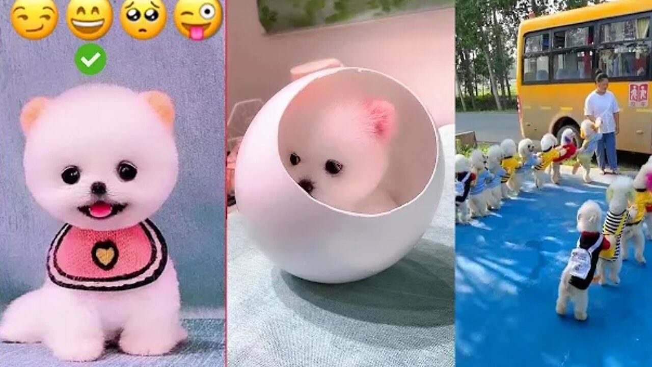 Funny and Cute Dog Pomeranian Funny Puppy Videos🥰🥰🥰#2024