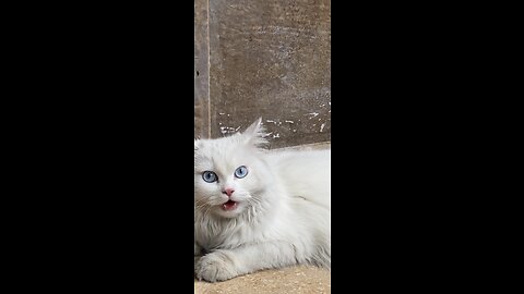 Kitten Making Biscuits Adorable Video