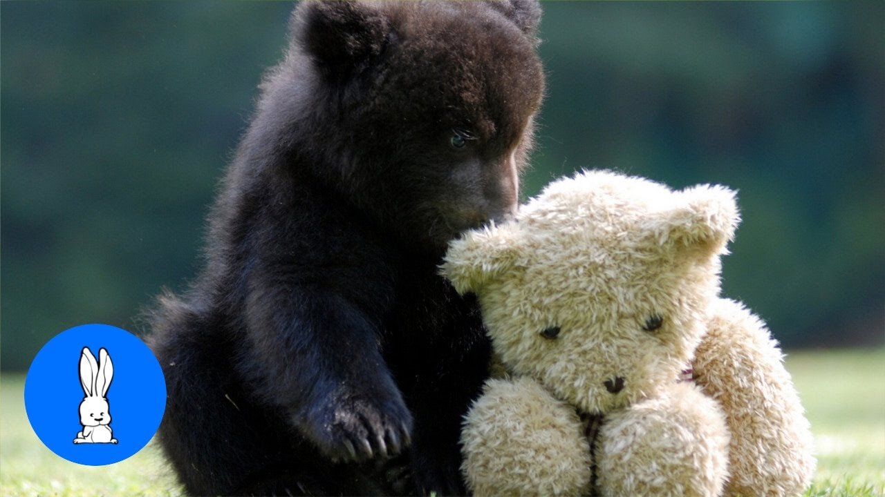 Playful Bears Cubs and a Slim Tree