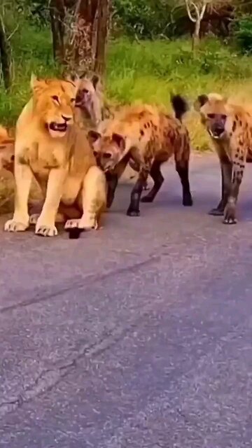 Nature: Hyenas attacking lioness scatter like roaches when the King of the Jungle shows up.