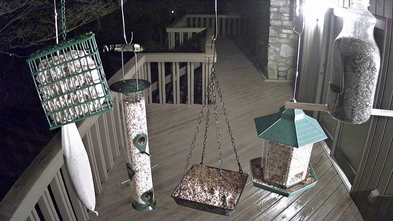 Live Stream Bird Feeder In Ashville NC