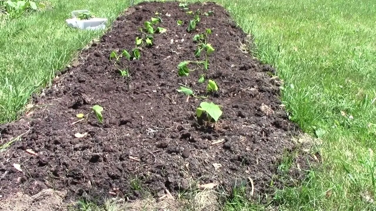 sweet potatoe slips planting time June 4 2022