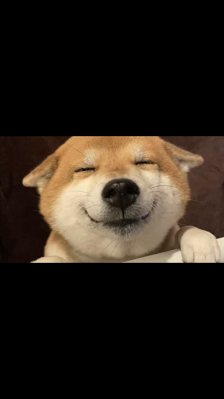 Funny dog videos clips