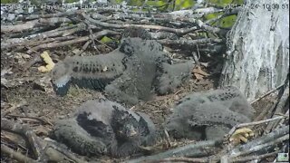 Hays Eaglets talon and leg study 2021 04 24 10:33AM