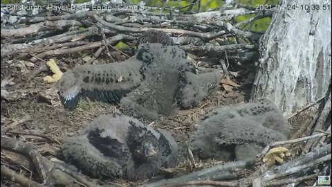 Hays Eaglets talon and leg study 2021 04 24 10:33AM