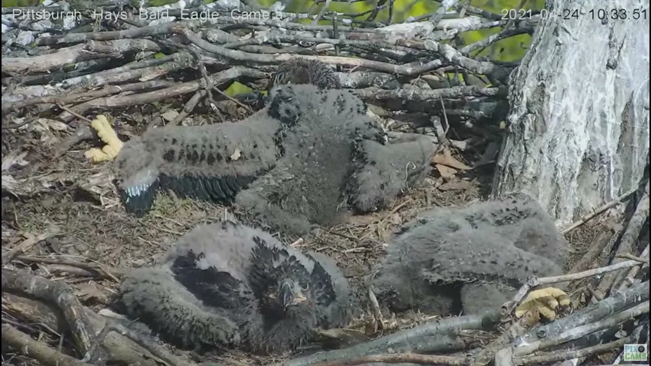 Hays Eaglets talon and leg study 2021 04 24 10:33AM