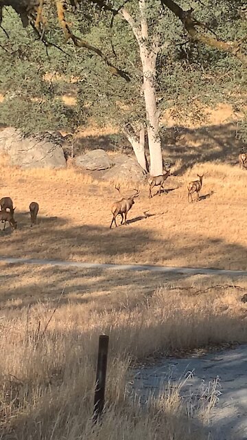Chasing smaller bull