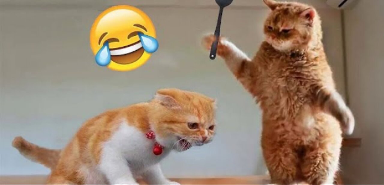 Funny Animals Videos 2023🤣 Cat and Dog vide🤣