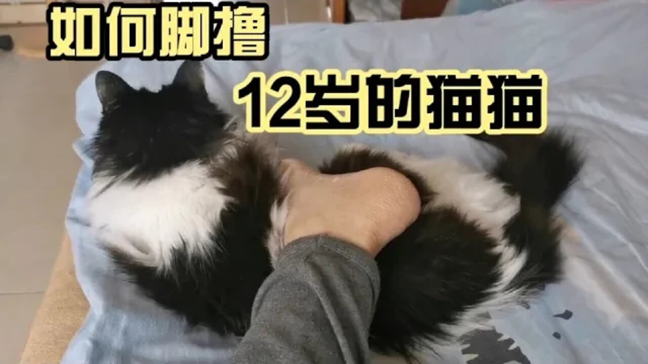 如何用脚撸12岁的猫猫~