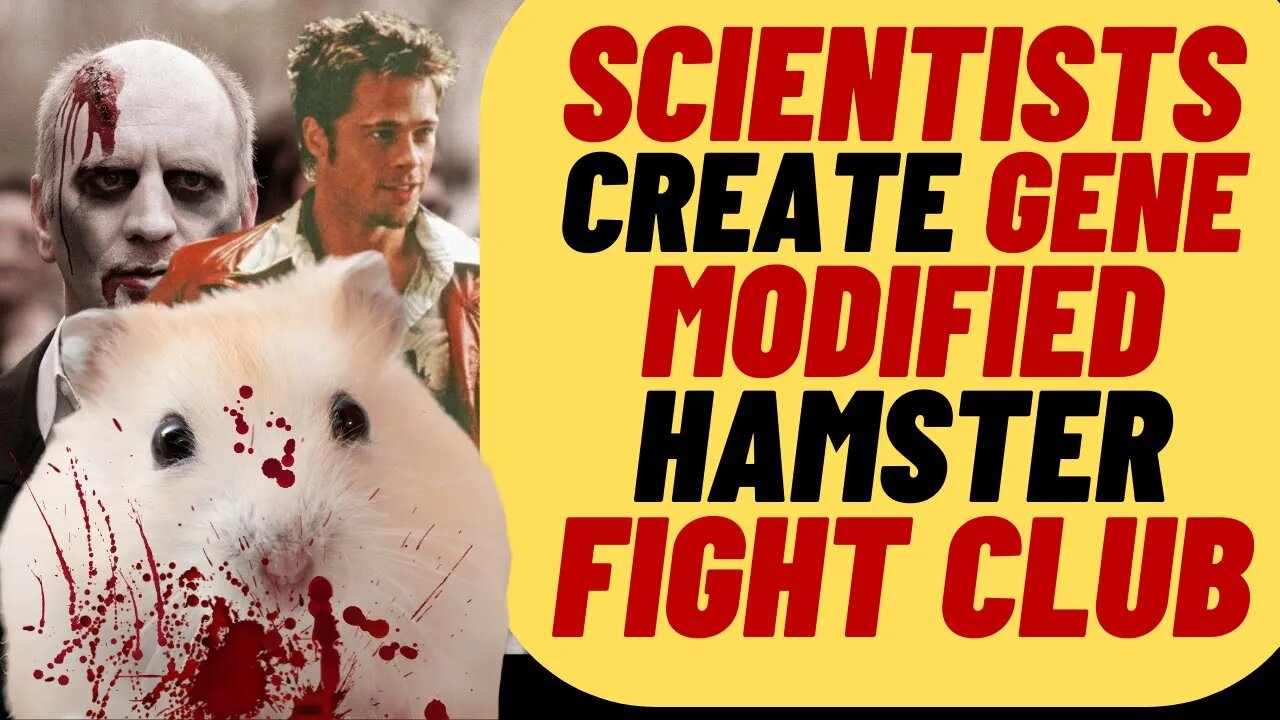 Scientists Create FIGHT CLUB For Genetically Altered Hamsters