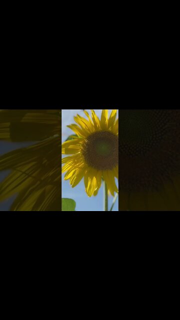 Busy bee￼#Sunflower #hedgehogshomestead