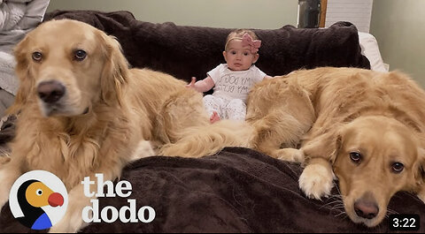 Dog Brothers Claim Newborn Baby Sister As Their Own | The Dodo