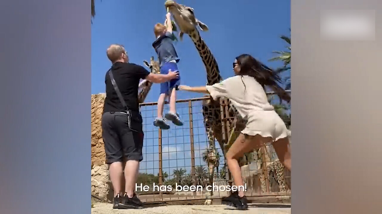 Giraffe tries to kidnap a boy at the zoo 🤣