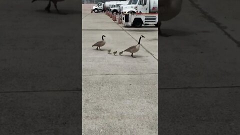 Geese Family At An Airport