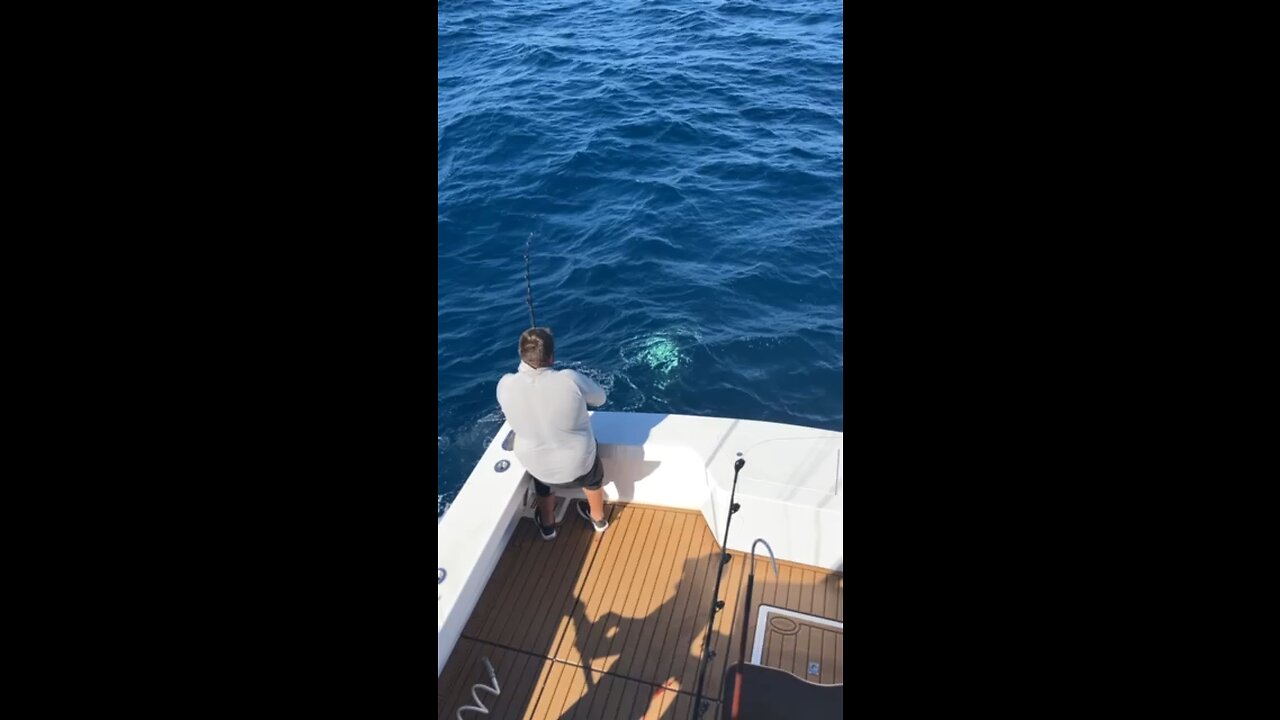 Chunking stud yellowfin’s