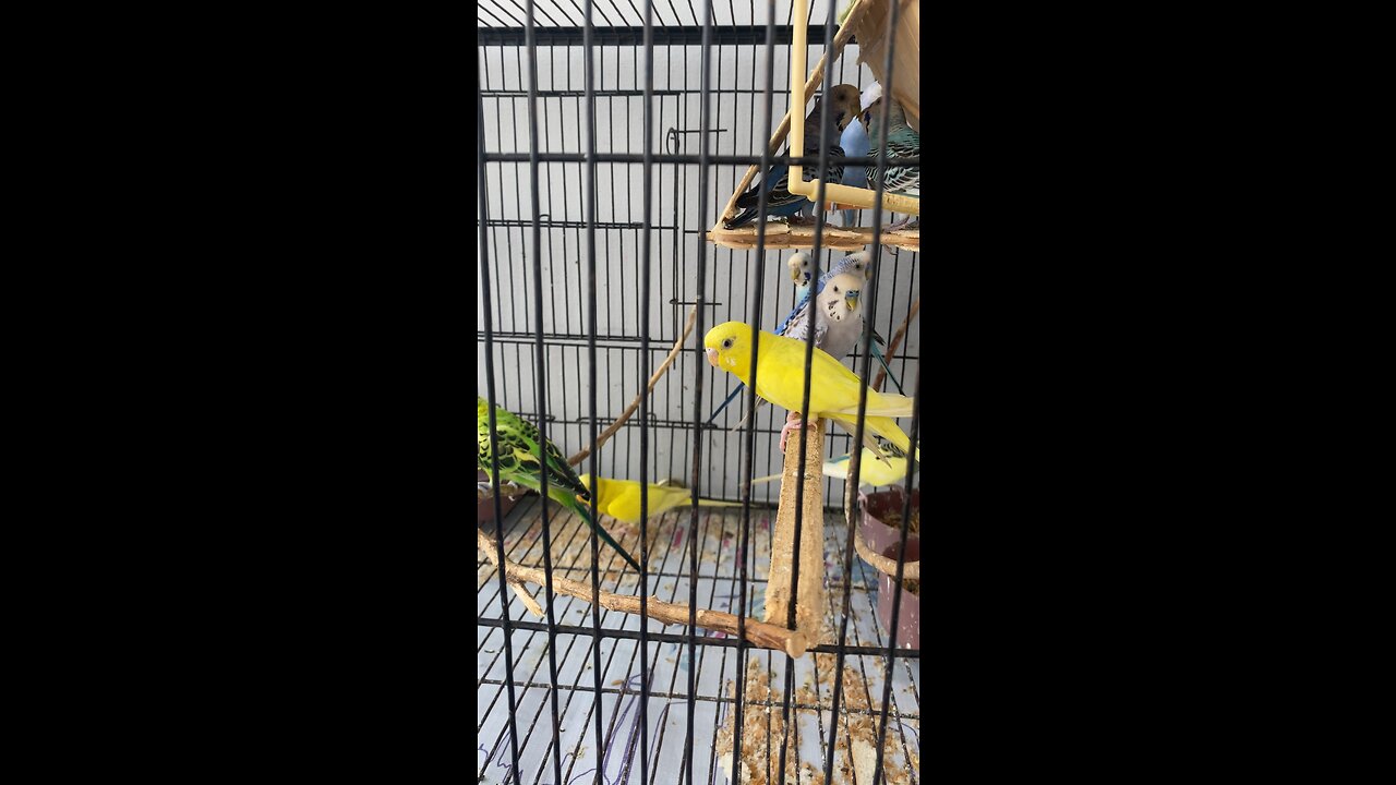 Parrots 🦜 whistling