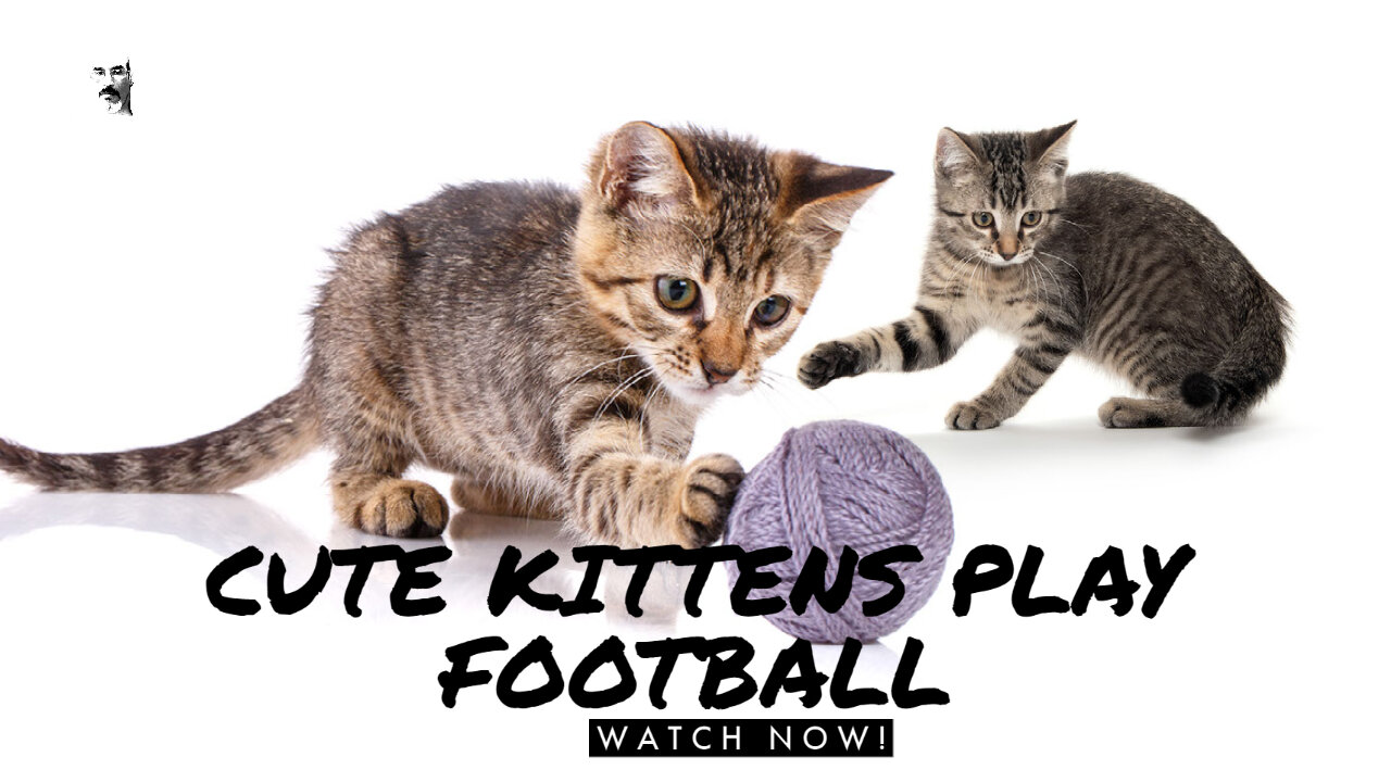 CUTE KITTENS PLAY FOOTBALL