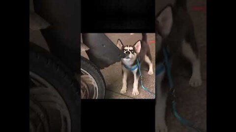 Animals never fail to make us laugh Super funny animal compilation, 🐶Confuse Behavior
