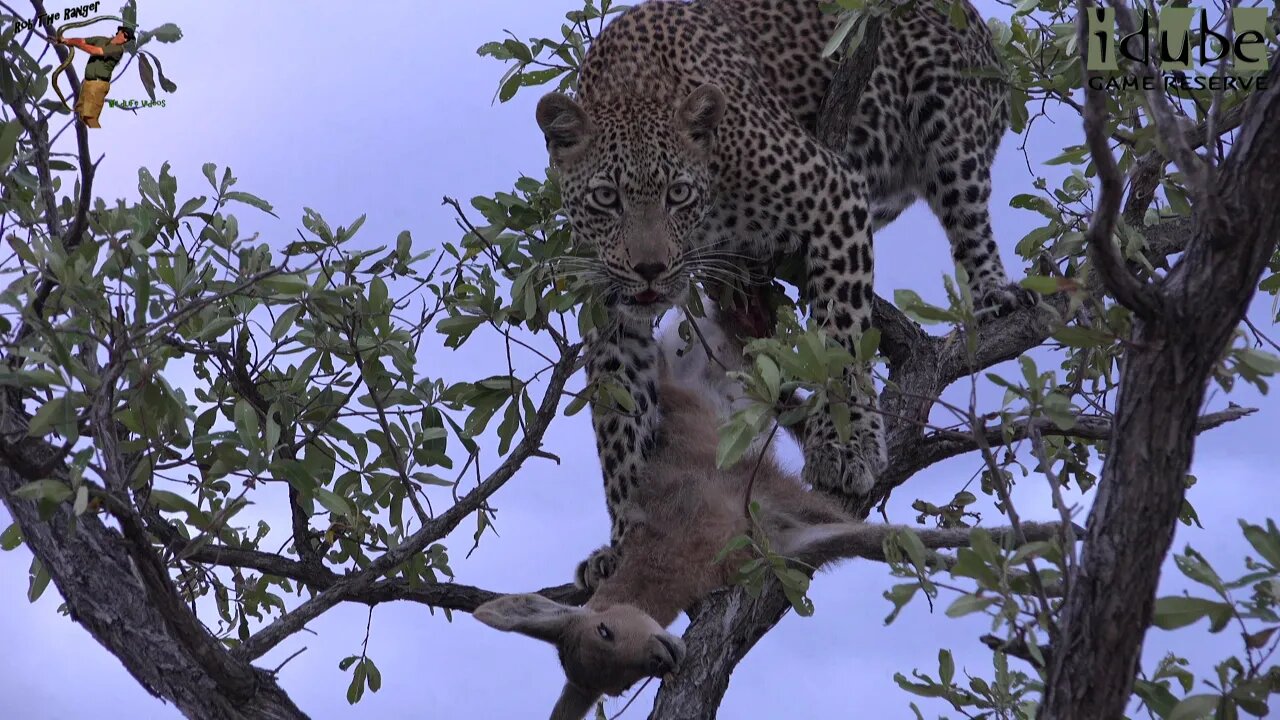 Scotia Female Leopard With A Reedbuck Calf