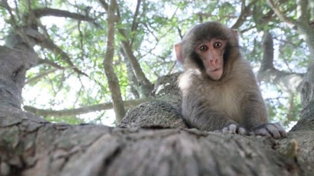 Japanese monkey on the loose in Scotland after escaping zoo